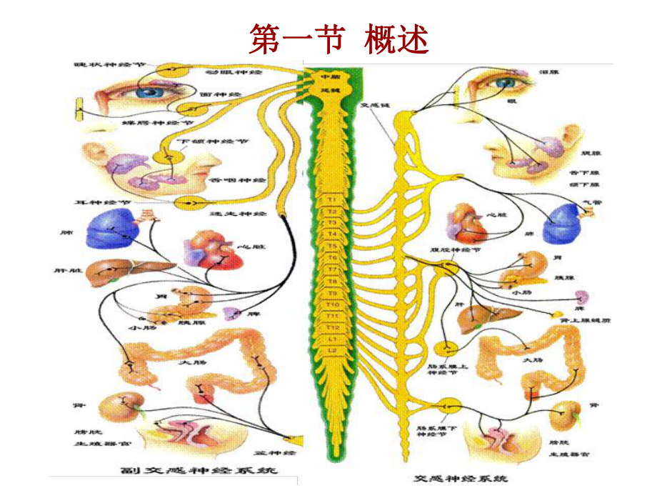 传出神经系统药理学课件.pptx_第2页