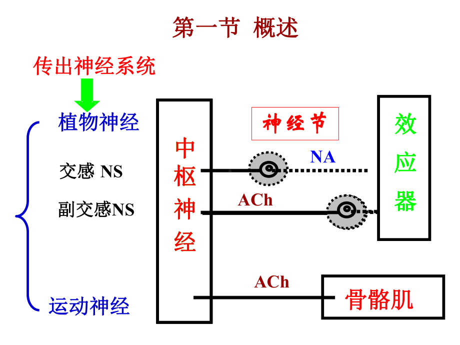 传出神经系统药理学课件.pptx_第3页