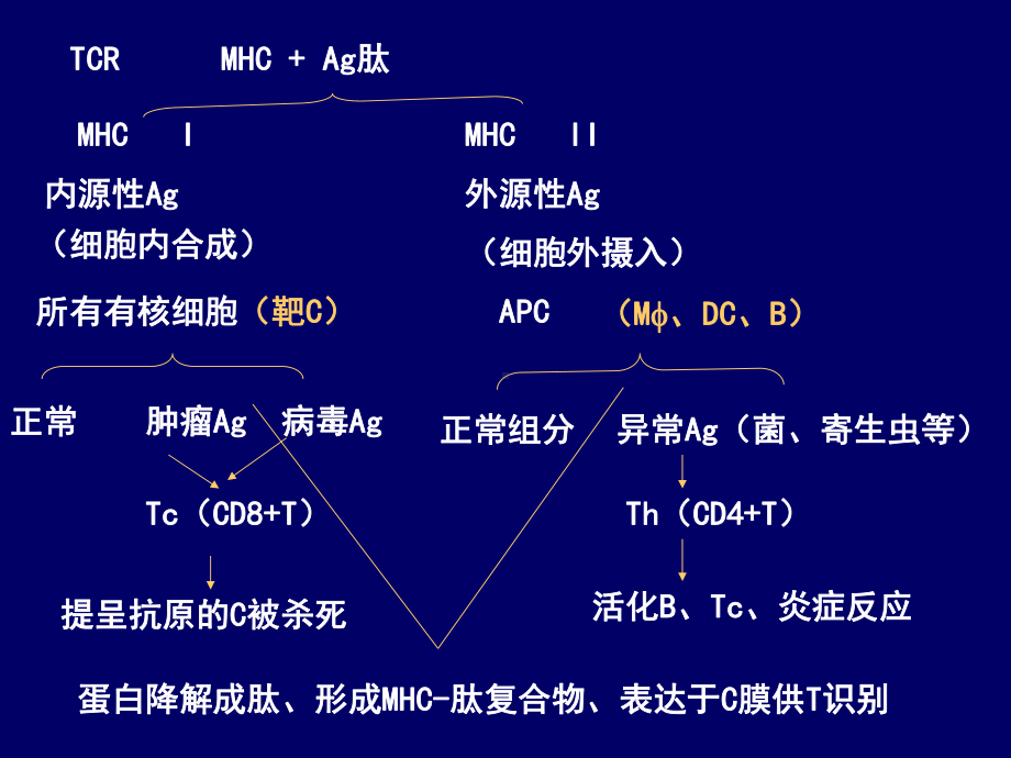 基础医学抗原提呈细胞与抗原的处理与提呈课件.ppt_第2页