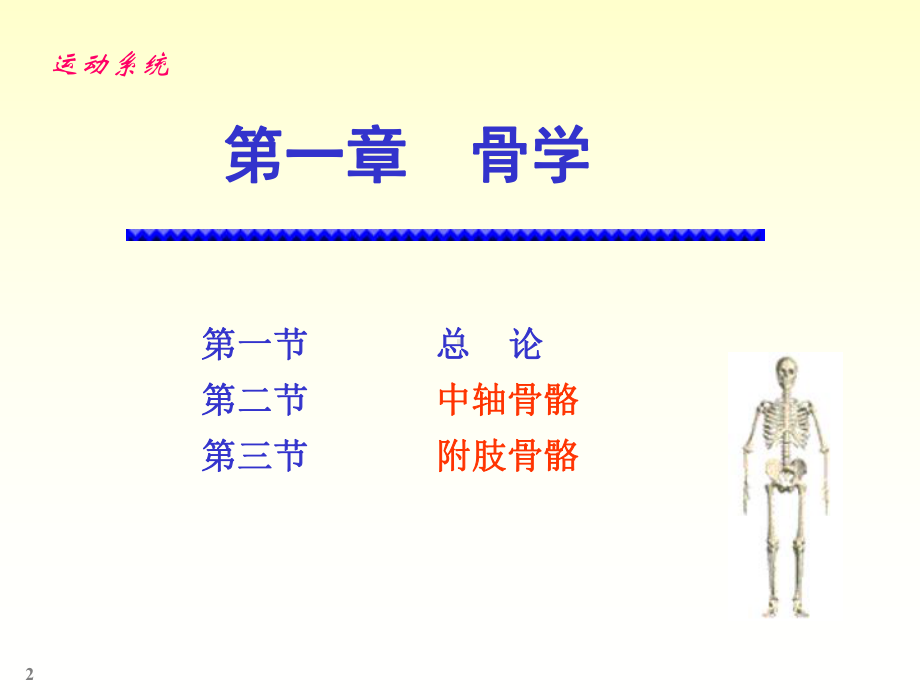 医学人体解剖学骨学培训课件.ppt_第2页