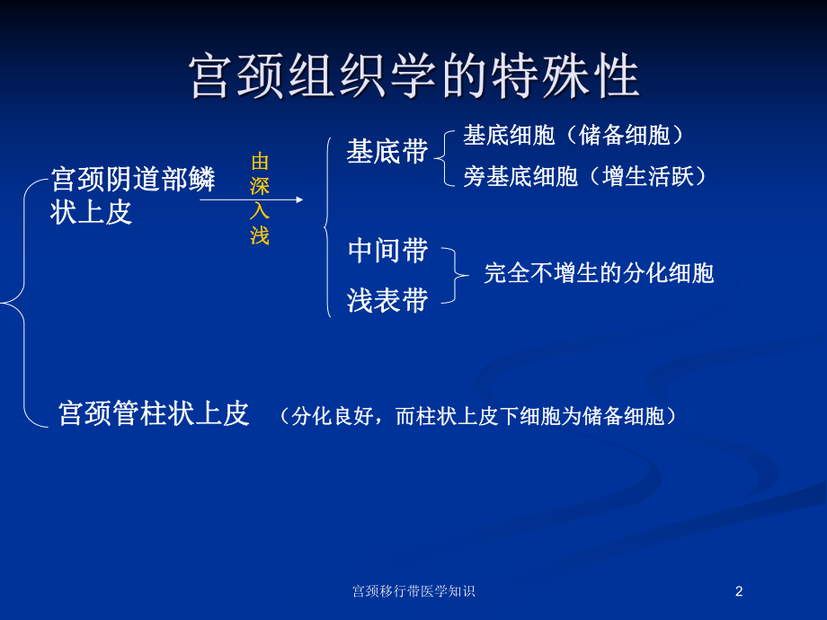 宫颈移行带医学知识培训课件.ppt_第2页