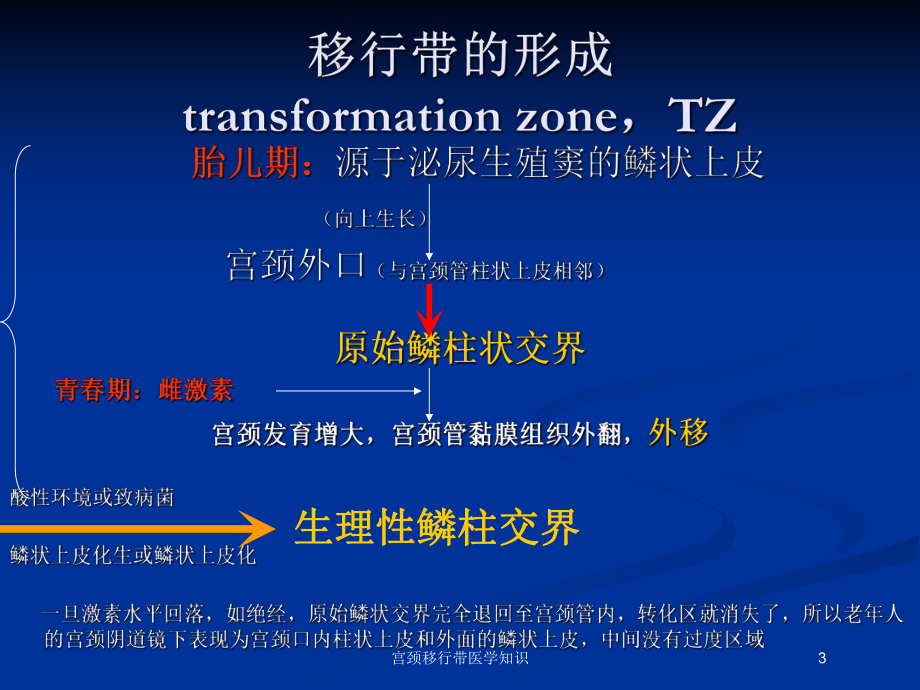 宫颈移行带医学知识培训课件.ppt_第3页