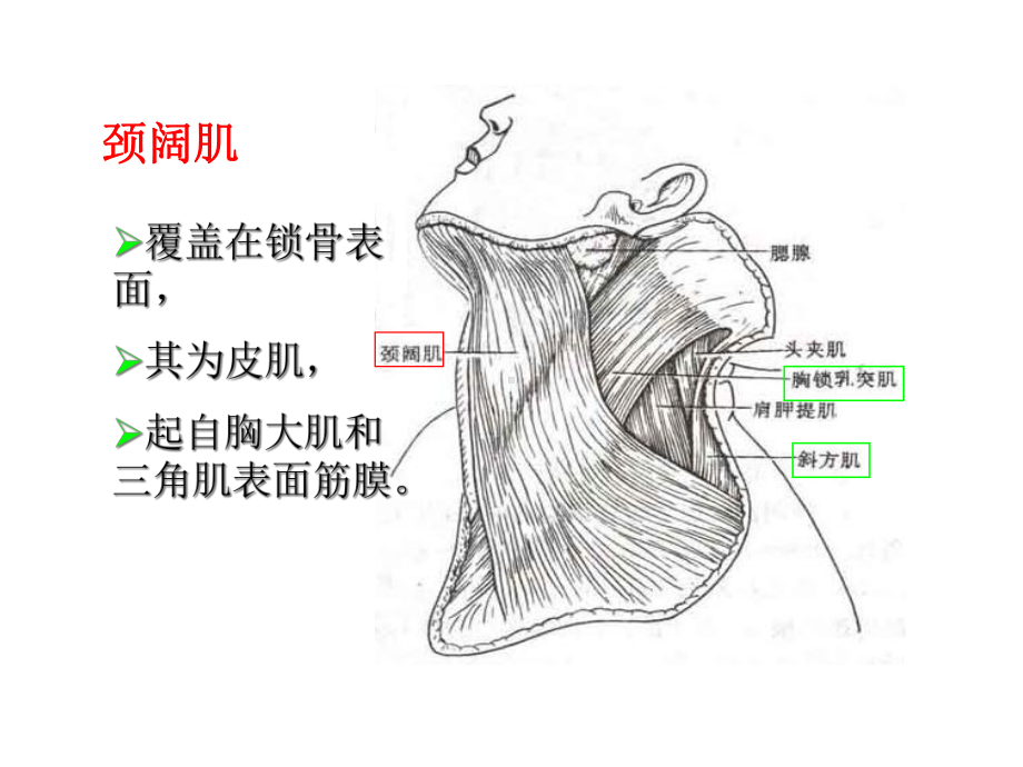 医学锁骨骨折专业知识宣讲培训课件.ppt_第2页