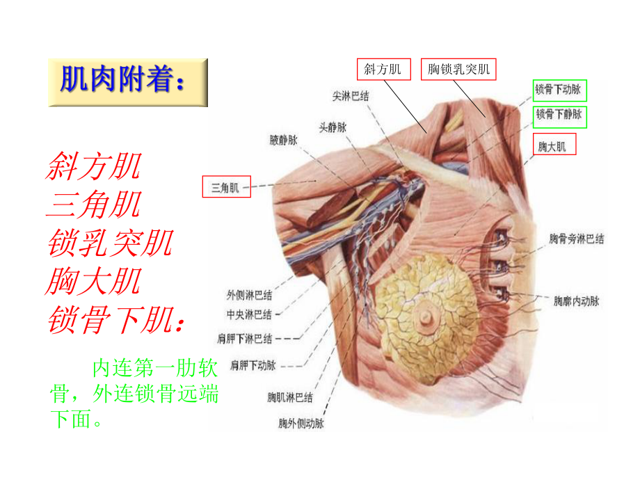 医学锁骨骨折专业知识宣讲培训课件.ppt_第3页