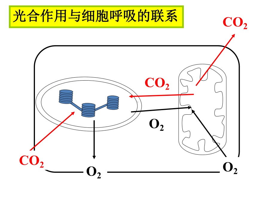 光合作用和呼吸作用专题之氧气和二氧化碳浓度变化课件.pptx_第2页