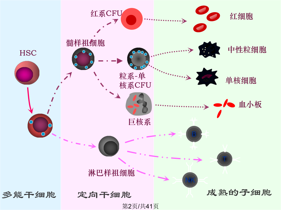 免疫细胞全面版课件.pptx_第2页