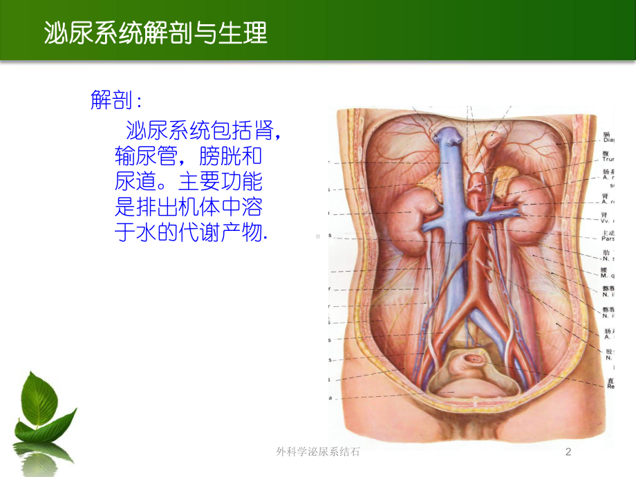 外科学泌尿系结石培训课件.ppt_第2页