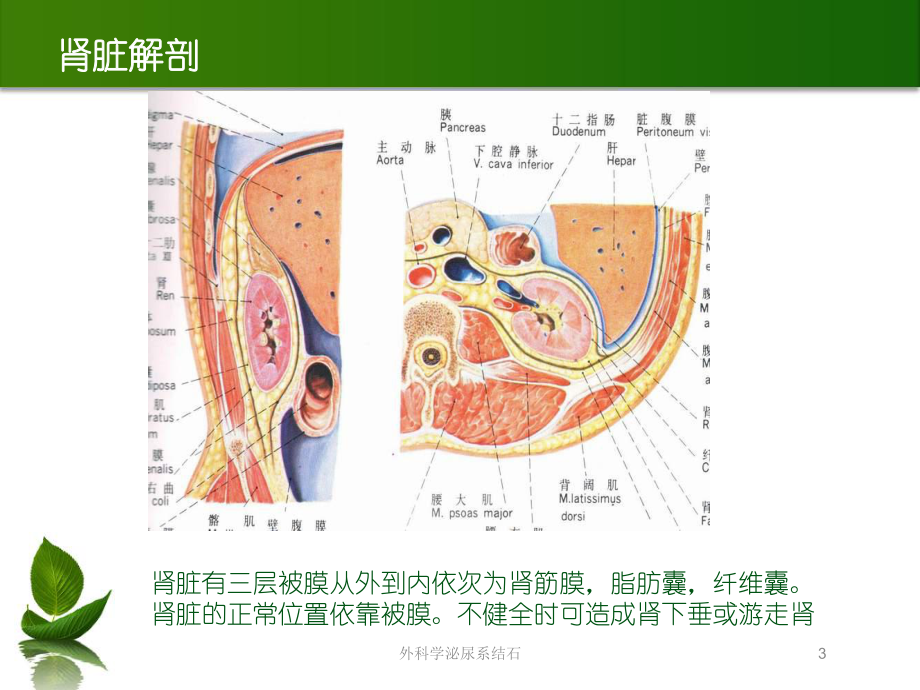 外科学泌尿系结石培训课件.ppt_第3页