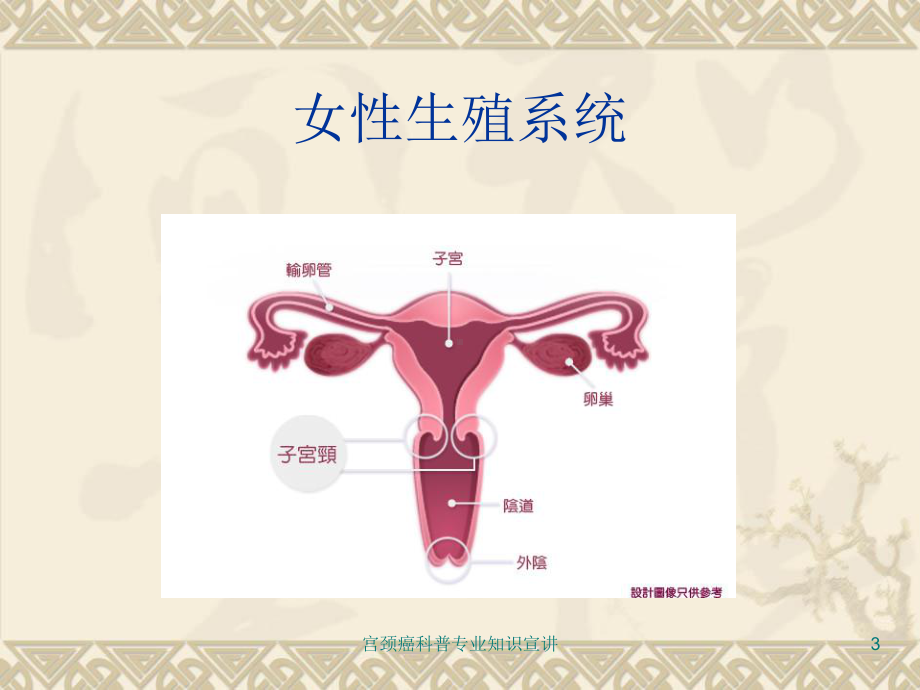 宫颈癌科普专业知识宣讲培训课件.ppt_第3页