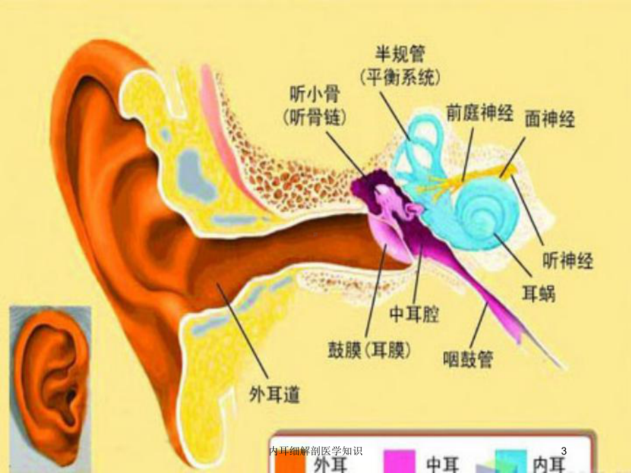 内耳细解剖医学知识培训课件.ppt_第3页