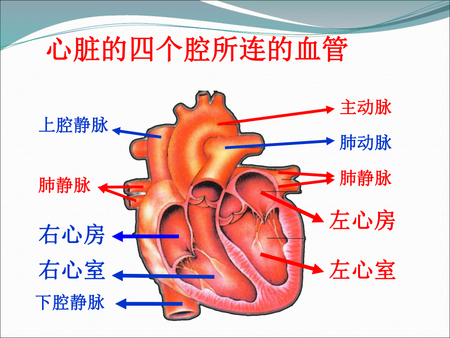 二尖瓣狭窄伴关闭不全导致的症状课件.pptx_第2页