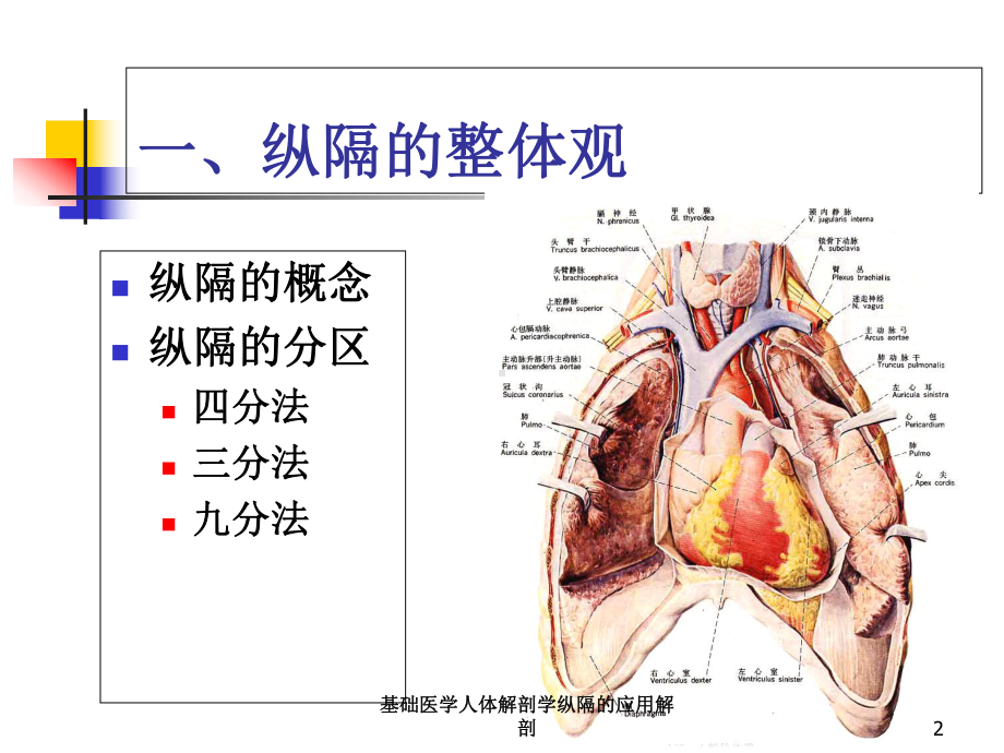 基础医学人体解剖学纵隔的应用解剖培训课件.ppt_第2页