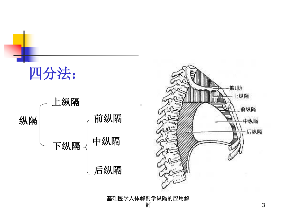 基础医学人体解剖学纵隔的应用解剖培训课件.ppt_第3页