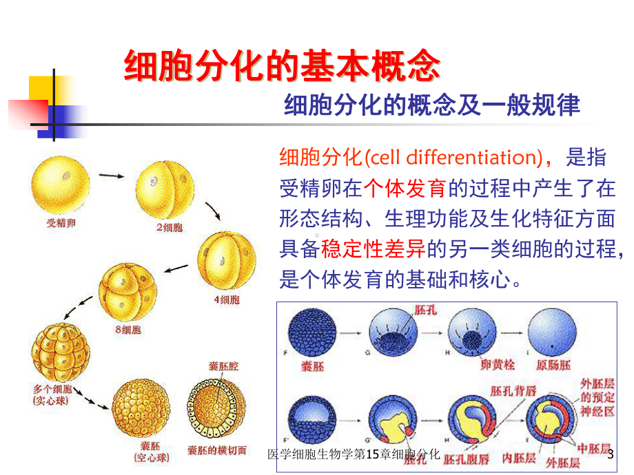 医学细胞生物学第15章细胞分化课件.ppt_第3页