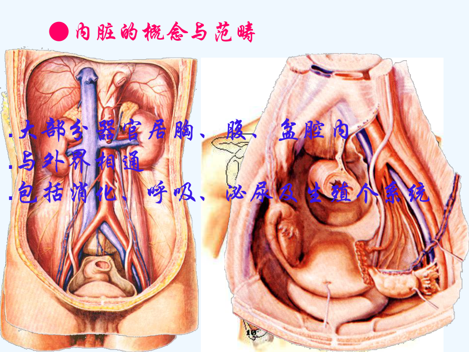 内总消化呼吸系统解剖学课件.ppt_第2页