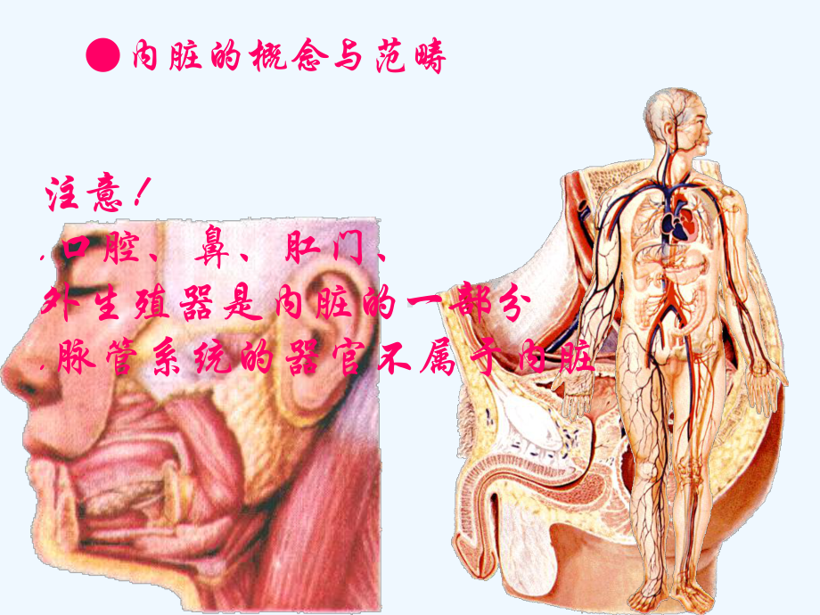 内总消化呼吸系统解剖学课件.ppt_第3页