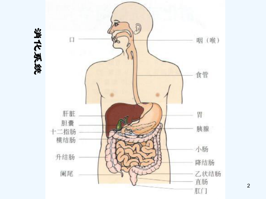 也用于急性上消化道出血丙谷胺胃泌素受体阻断药三课件.ppt_第2页