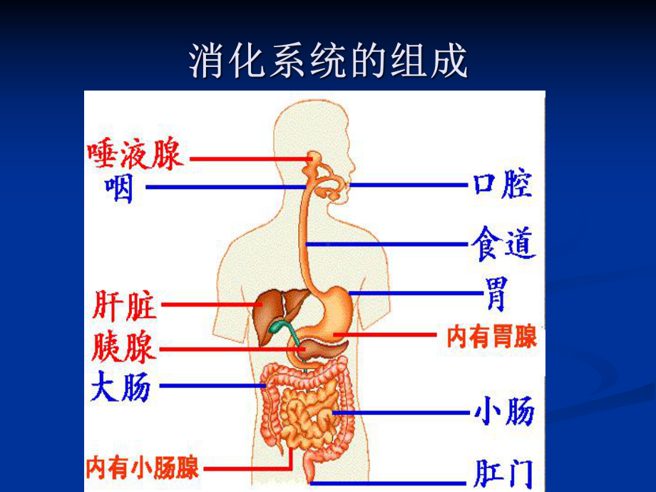 动物生理学第五章消化和吸收课件.ppt_第3页