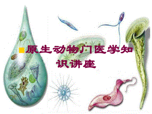 原生动物门医学知识讲座培训课件.ppt