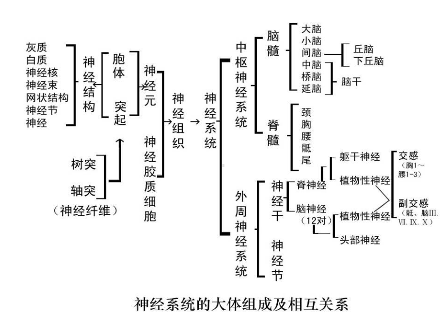 实验神经系统的结构和功能课件.ppt_第3页