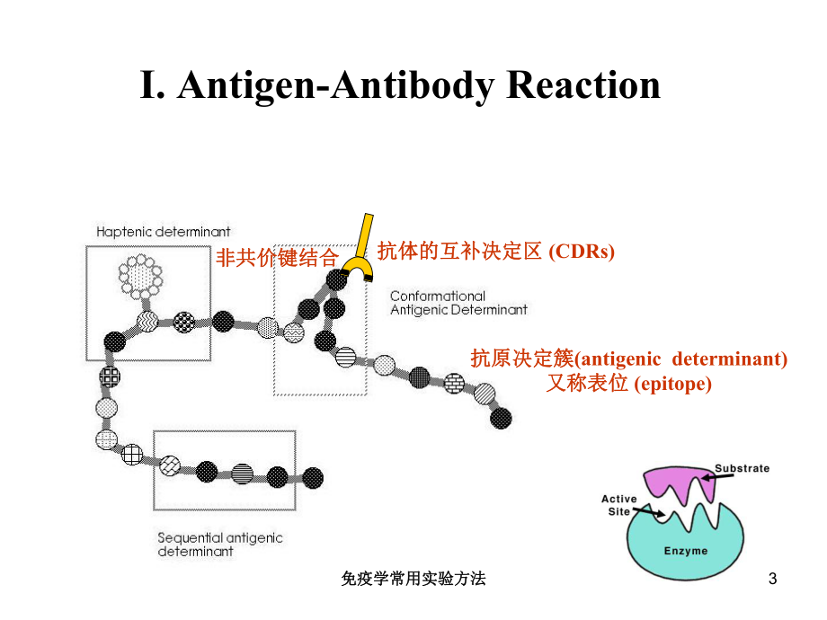 免疫学常用实验方法培训课件.ppt_第3页