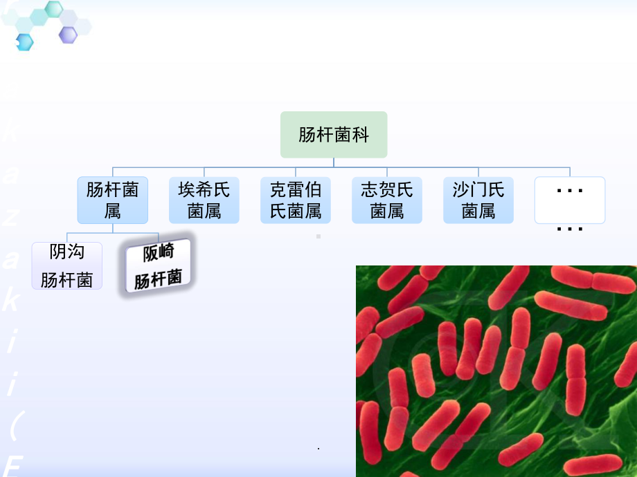 医学课件-坂崎肠杆菌检验教学课件.ppt_第3页