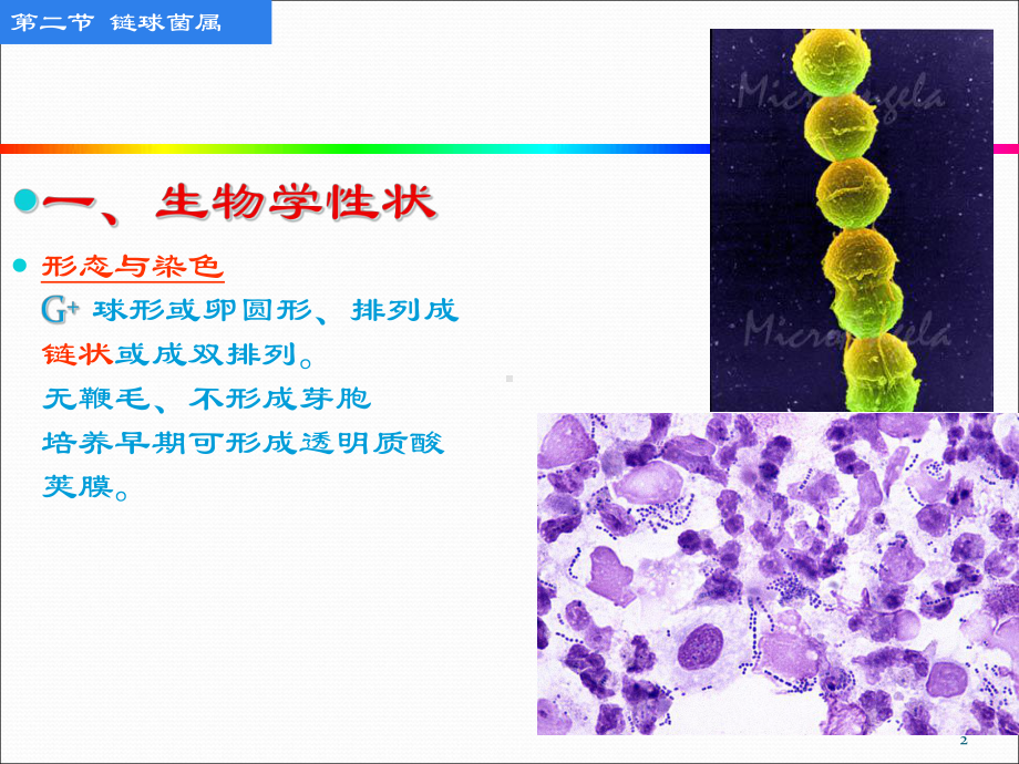 化脓性细菌链球菌属课件.ppt_第2页