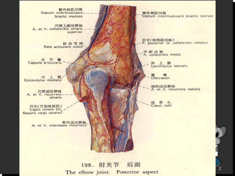 医学课件-肘关节解剖课件.ppt_第2页