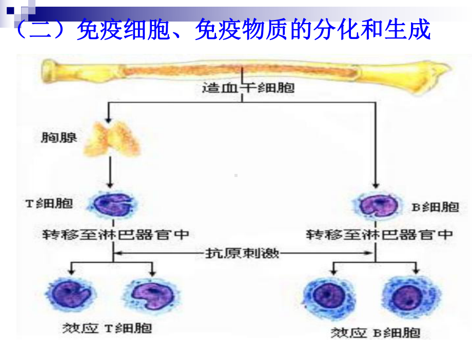 人教版必修3-免疫调节-课件(26张).ppt_第3页