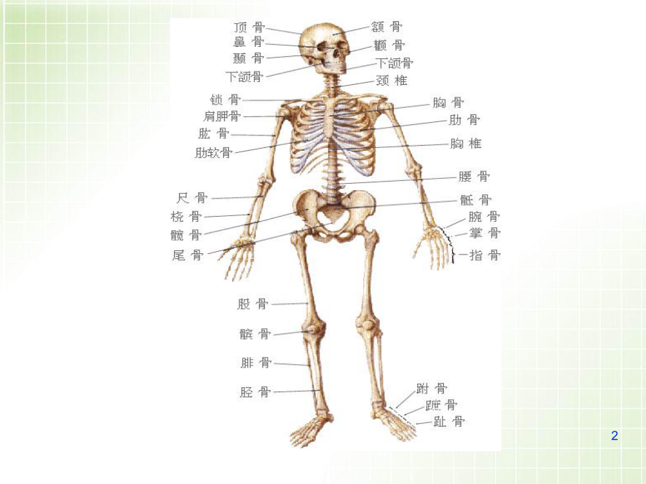 四肢骨折病人的护理优质课件.ppt_第2页