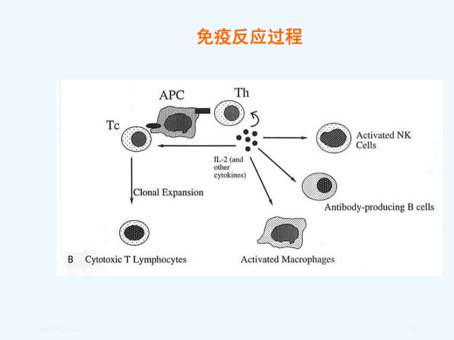 免疫抑制剂肾病中的应用课件.ppt_第3页