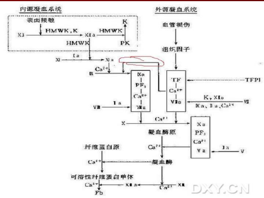 医学凝血功能检测培训课件.ppt_第3页