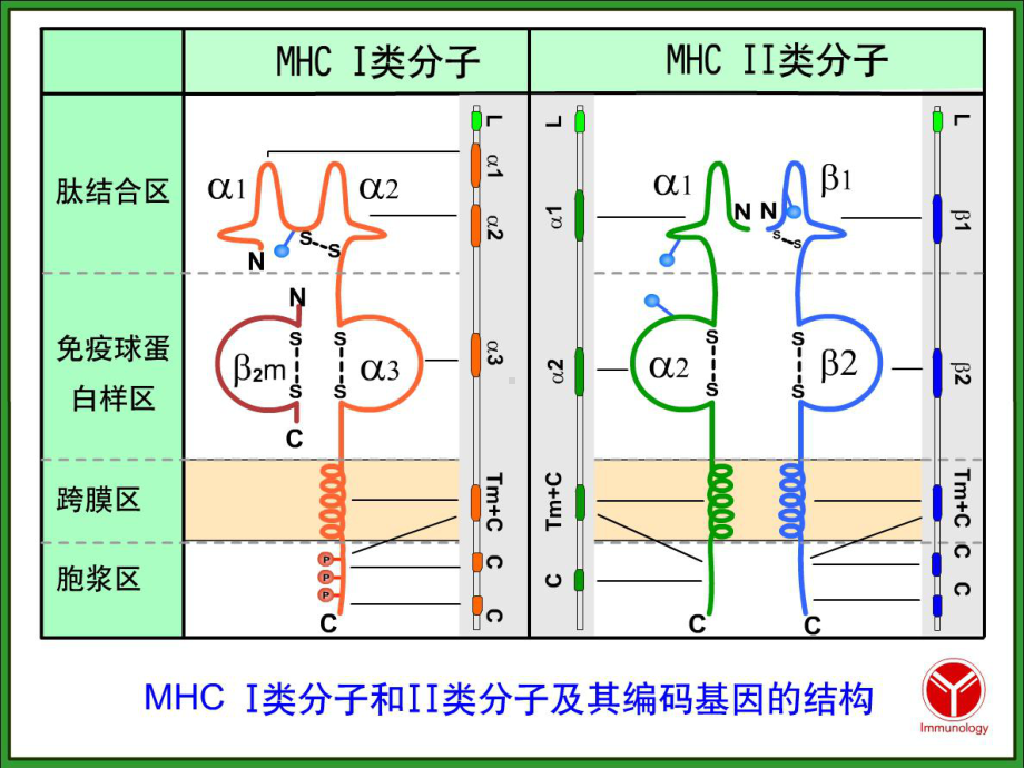 医学免疫学第6版课件-B淋巴细胞.ppt_第2页