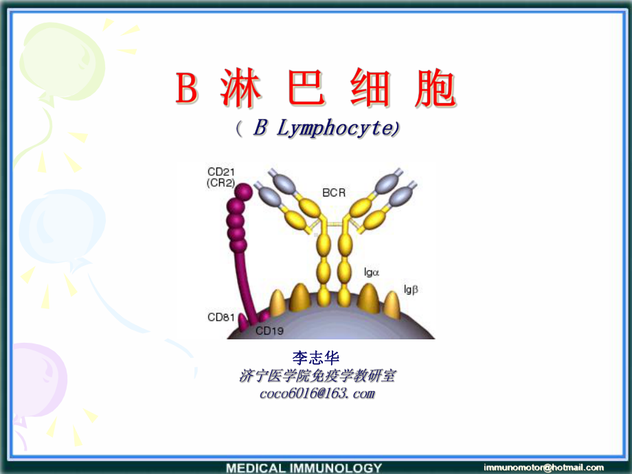 医学免疫学第6版课件-B淋巴细胞.ppt_第3页