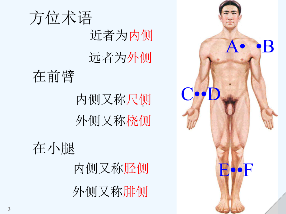 四肢骨骼解剖和骨折概述课件.ppt_第3页