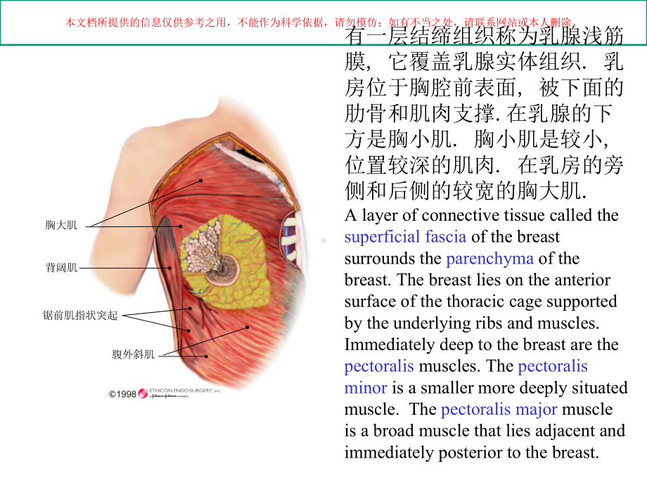 乳腺解剖医学知识专题讲座培训课件.ppt_第2页