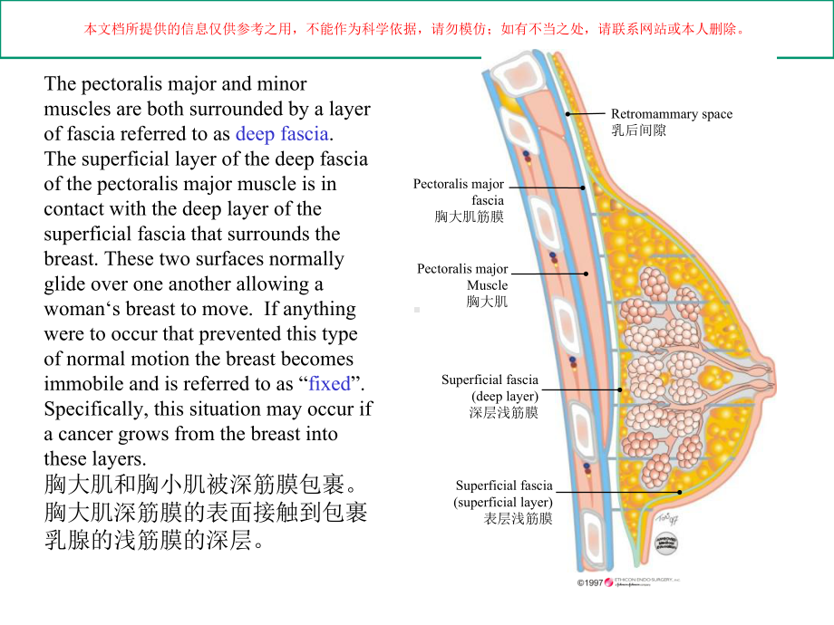 乳腺解剖医学知识专题讲座培训课件.ppt_第3页