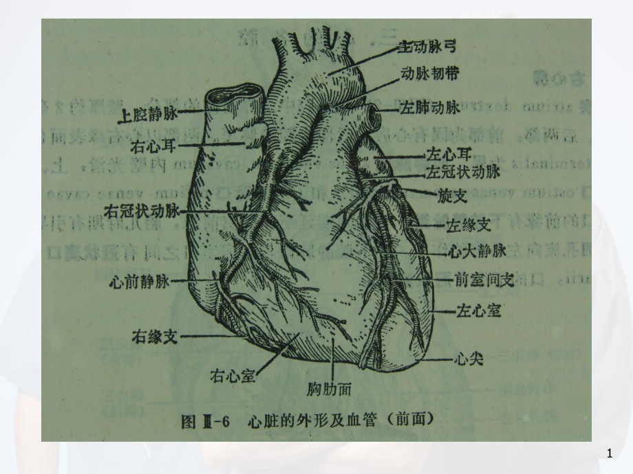 医学课件-冠脉造影与X线解剖对照图课件.ppt_第1页