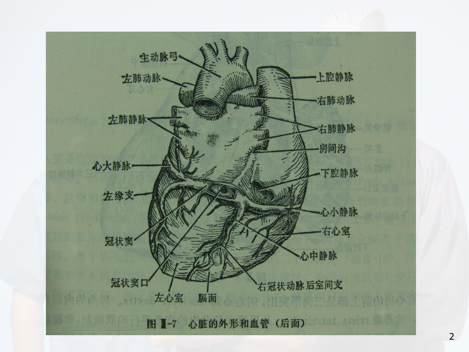 医学课件-冠脉造影与X线解剖对照图课件.ppt_第2页