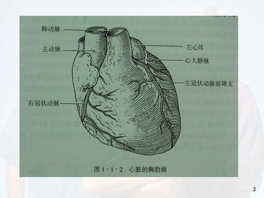 医学课件-冠脉造影与X线解剖对照图课件.ppt_第3页