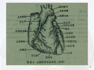 医学课件-冠脉造影与X线解剖对照图课件.ppt