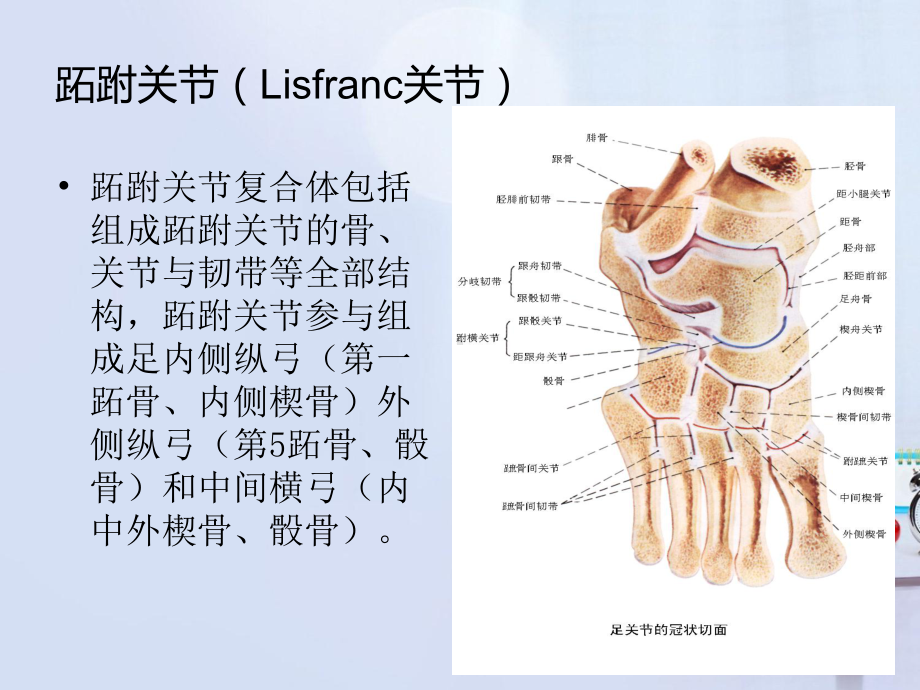 医学足跖趾关节骨折脱位的诊断及治疗专题培训课件.ppt_第2页