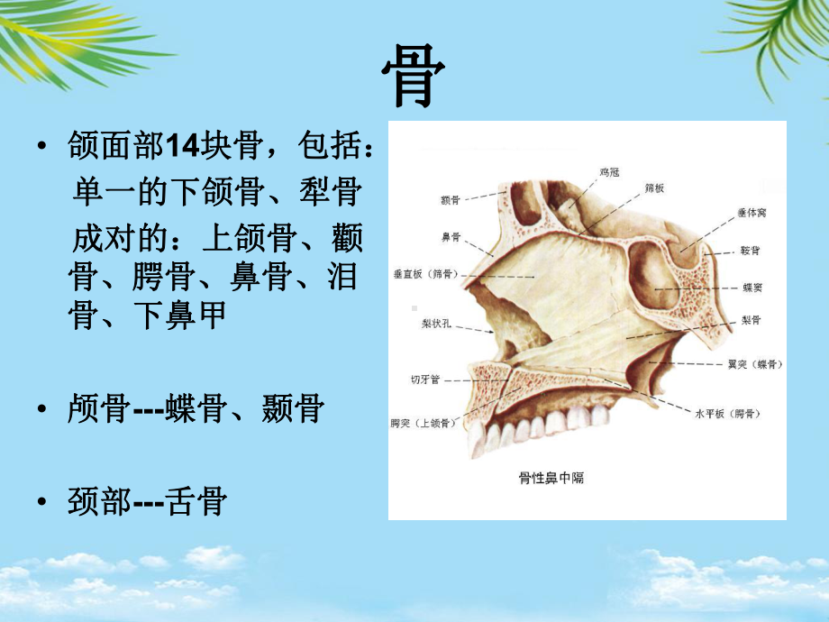 口腔颌面系统解剖上颌骨课件.ppt_第2页