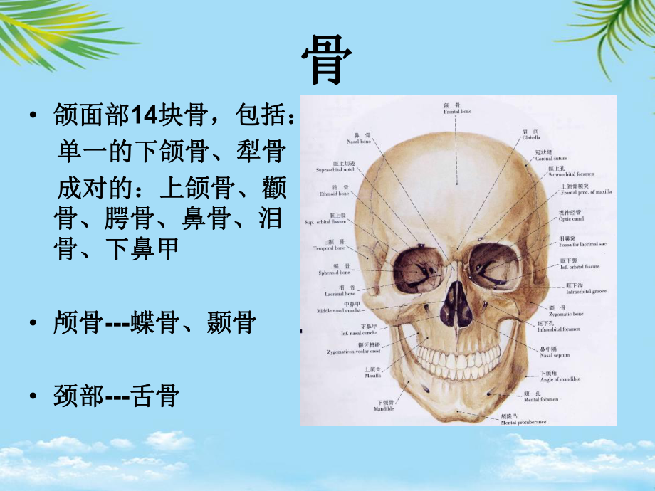 口腔颌面系统解剖上颌骨课件.ppt_第3页