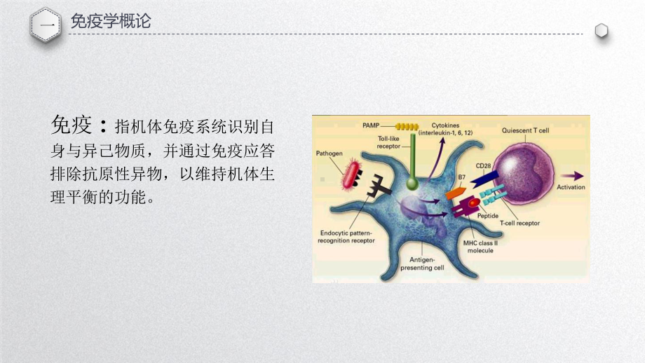 免疫学基础知识培训课件-2.ppt_第3页