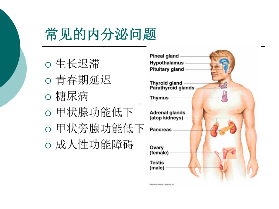 地贫内分泌并发症课件.pptx_第3页