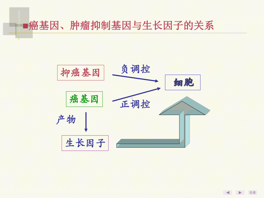 医学癌基因肿瘤抑基因和生长因子培训课件.ppt_第3页