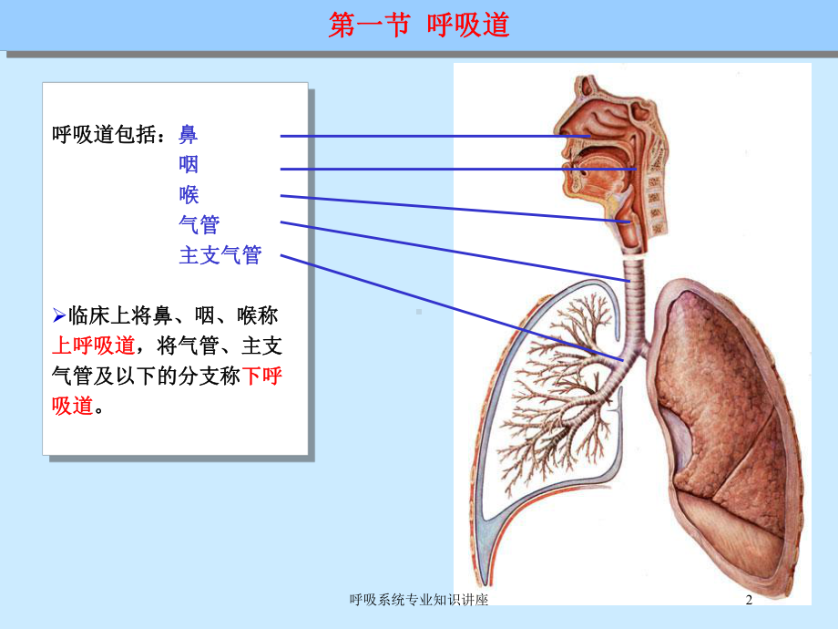 呼吸系统专业知识讲座培训课件.ppt_第2页