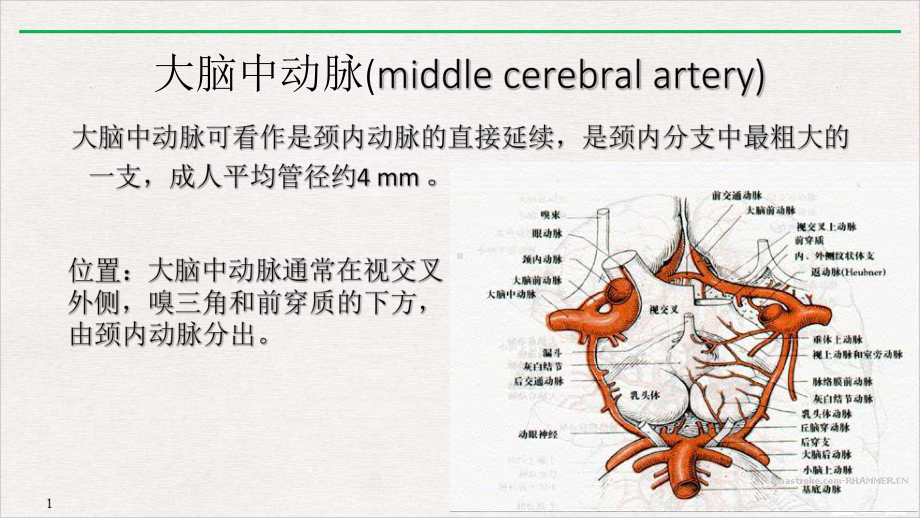 大脑中动脉解剖及临床优质精选课件.ppt_第2页