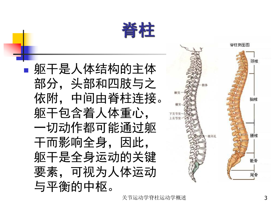 关节运动学脊柱运动学概述课件.ppt_第3页